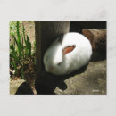 Recherche de enchaîné cartes postales Lapin