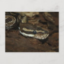 Zoek naar python briefkaarten Grappig