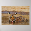 Recherche de jeune animal posters Ourson