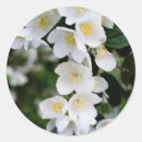 Recherche de fleurs de jasmin autocollants Blanc