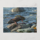 Recherche de huîtres cartes postales Nature