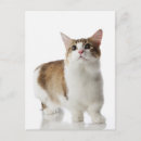 Recherche de chat français cartes postales Photographie de chat