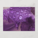 Recherche de iris cartes postales Pourpre