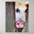 Zoek naar grappige varkens posters Humor