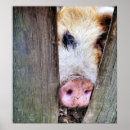 Zoek naar varkens posters Schattig