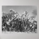 Recherche de tulipe blanche posters Fleurs