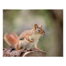 Recherche de écureuil rouge posters Animal