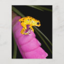Recherche de grenouille costa rica cartes postales Fleur