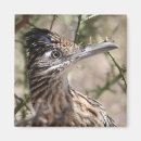 Recherche de roadrunner L'arizona