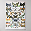 Zoek naar vintage vlinders posters Mot