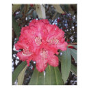 Recherche de arbre plante posters Nature