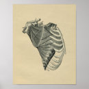 Recherche de cou humain posters Anatomie