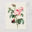 Recherche de illustrations botaniques cartes postales Fleur