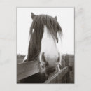 Recherche de sépia vintage cartes postales Cheval