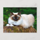 Recherche de de chat siamois cartes postales Siamese