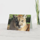 Recherche de panthère photographie Lion de montagne