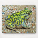 Recherche de crapauds tapis souris Faune