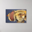 Recherche de mouche impressions sur toile Animaux