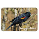 Recherche de phoeniceus Faune