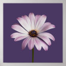 Recherche de purple flower posters Daisy