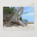 Recherche de belle nature cartes postales Été