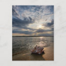 Recherche de de coquille cartes postales Océan