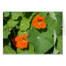 Recherche de fleurs comestibles cartes postales Printemps