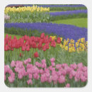 Recherche de jacinthes autocollants Jacinthe de raisin