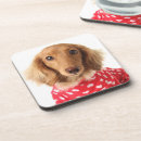Recherche de teckel dessous de verres Canin