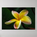 Recherche de plumeria posters Vert