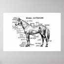 Recherche de squelettiques posters Cheval