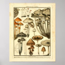 Zoek naar botanische druk posters Vintage