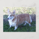 Zoek naar pembroke welsh corgi briefkaarten Dog