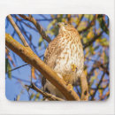 Recherche de art fauconnerie tapis souris Oiseau de proie