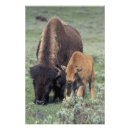 Zoek naar kalf posters Wyoming