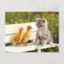 Zoek naar ugly briefkaarten Kat