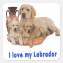 Recherche de chiot labrador autocollants Animaux