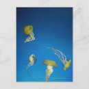 Recherche de meduse cartes postales Sous l'eau