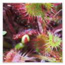 Recherche de plantes carnivores posters Macro