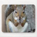 Recherche de écureuils tapis souris Animal sauvage