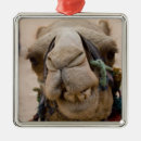 Recherche de glands ornements Animal