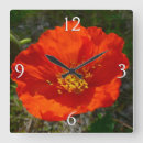 Recherche de pavots horloges Nature