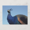 Recherche de couleur paon cartes postales Oiseau
