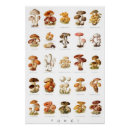 Recherche de comestible posters Champignons comestibles