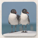 Recherche de mouette dessous de verres Oiseaux de mer