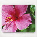 Recherche de ketmie tapis souris Tropical