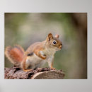 Recherche de debbie posters Animal