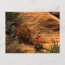 Recherche de pinceau indien cartes postales Printemps