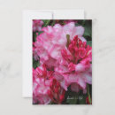 Recherche de rhododendron rose Jardin