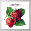 Recherche de fruit vintage posters Classique